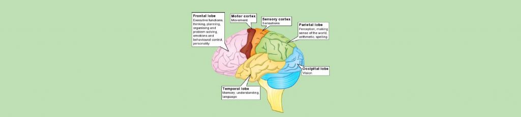 A diagram of the human brain with different sections labeled. The labels are “Frontal lobe”, “Motor cortex”, “Sensory cortex”, “Parietal lobe”, “Occipital lobe”, “Temporal lobe”, and “Limbic system”.